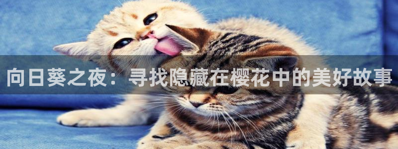 colamanage漫画官网：向日葵之夜：寻找隐藏在樱花中的美好故事